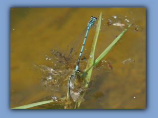 Azure Damselflies mating and laying. New pond near Hetton House Wood. 3rd June 2023 2.jpg